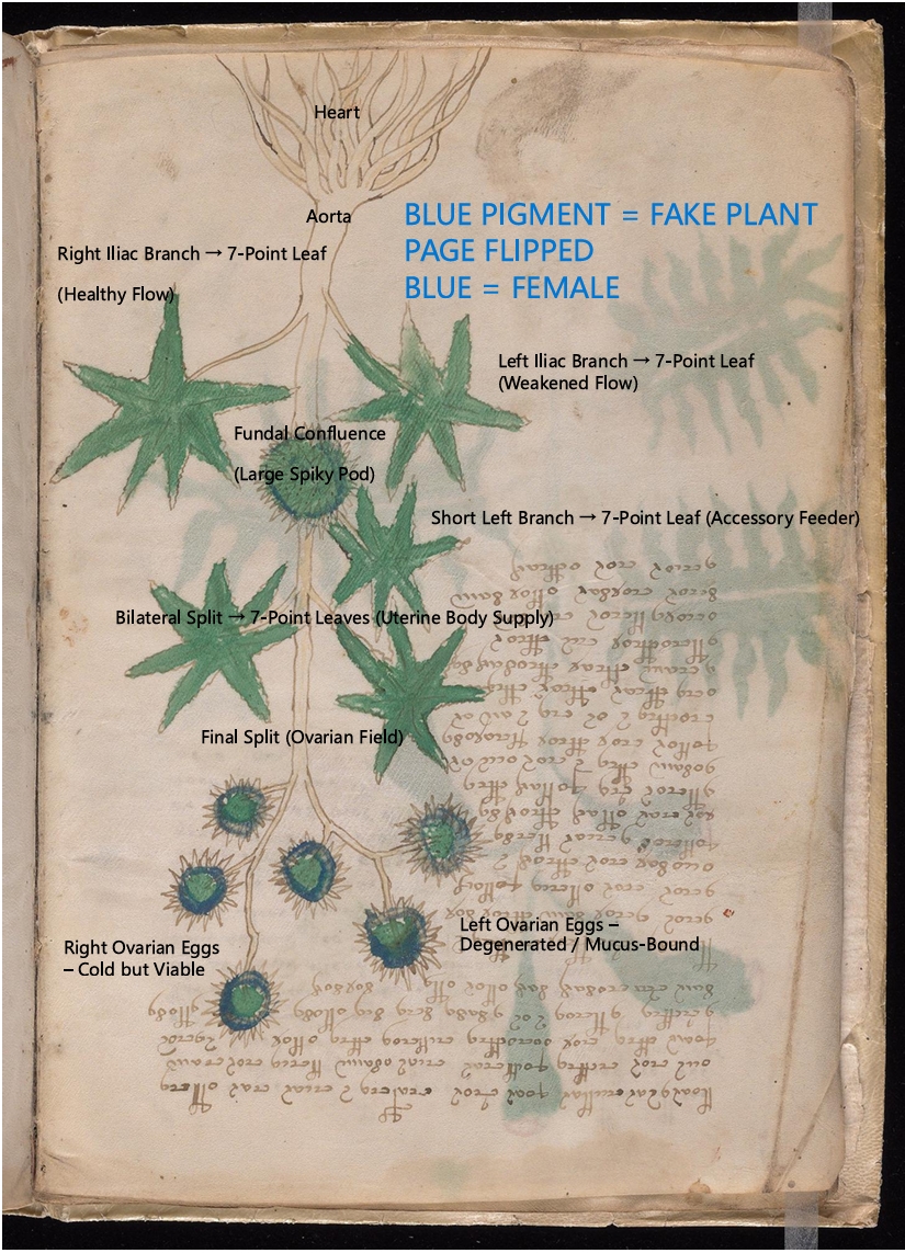 Labelled diagram of Folio 6v